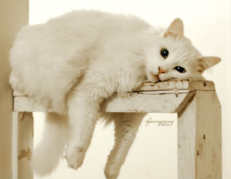 Котик скучает