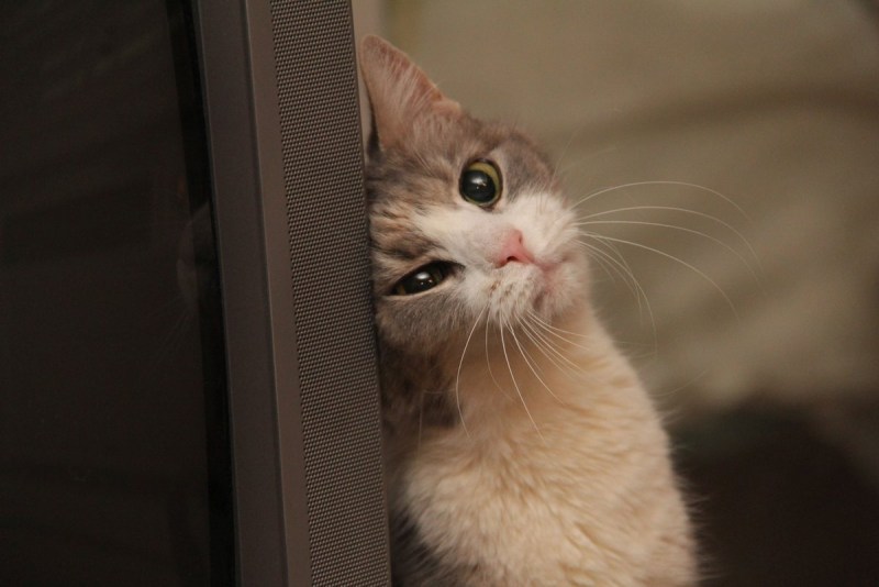 Котик грустит