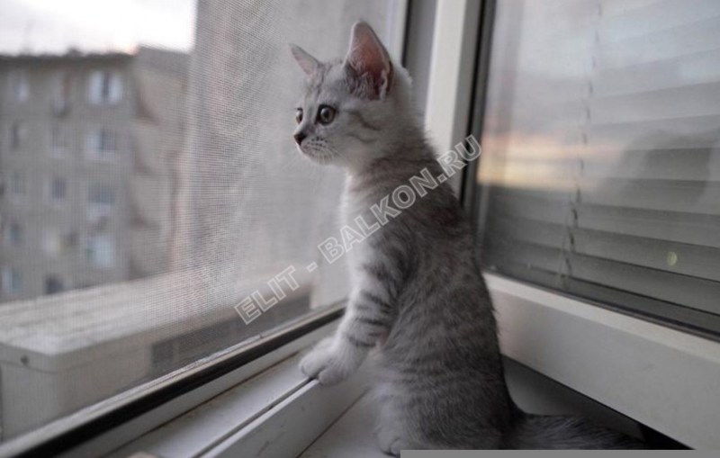 Кошка ждет у окна