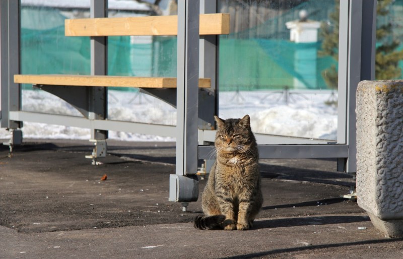 Кот ждет