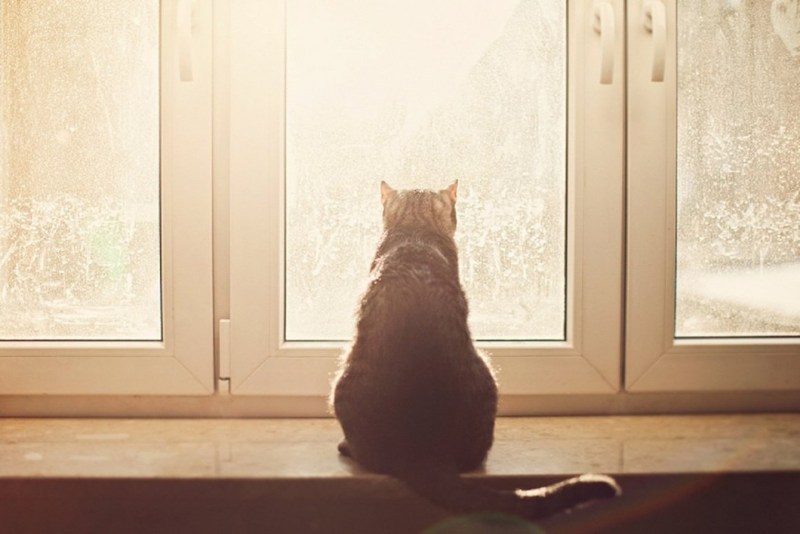 Кошки на окошке