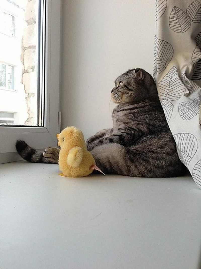 Кот ждет