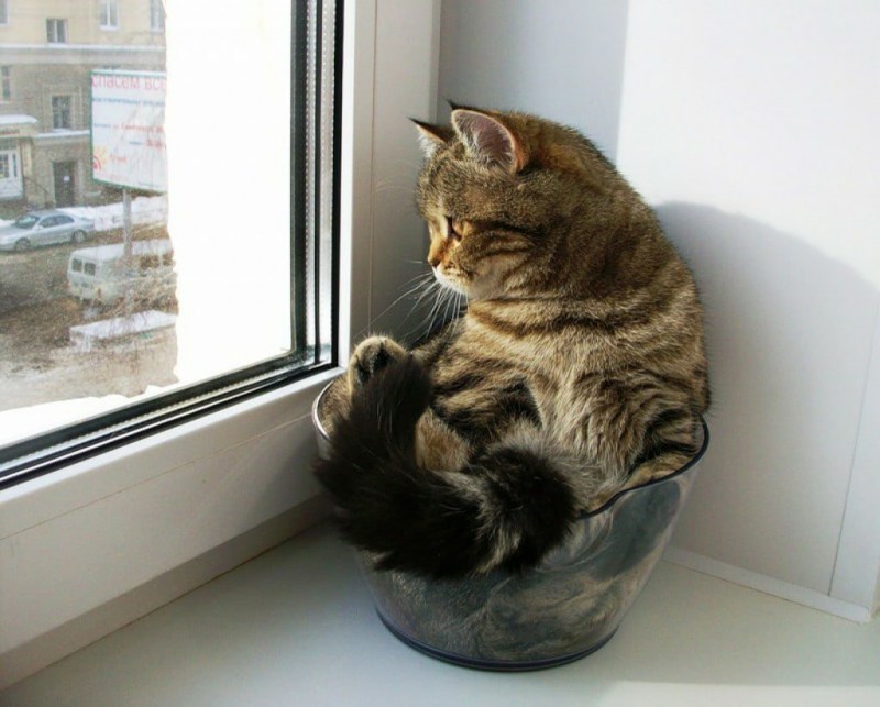 Кот ждет