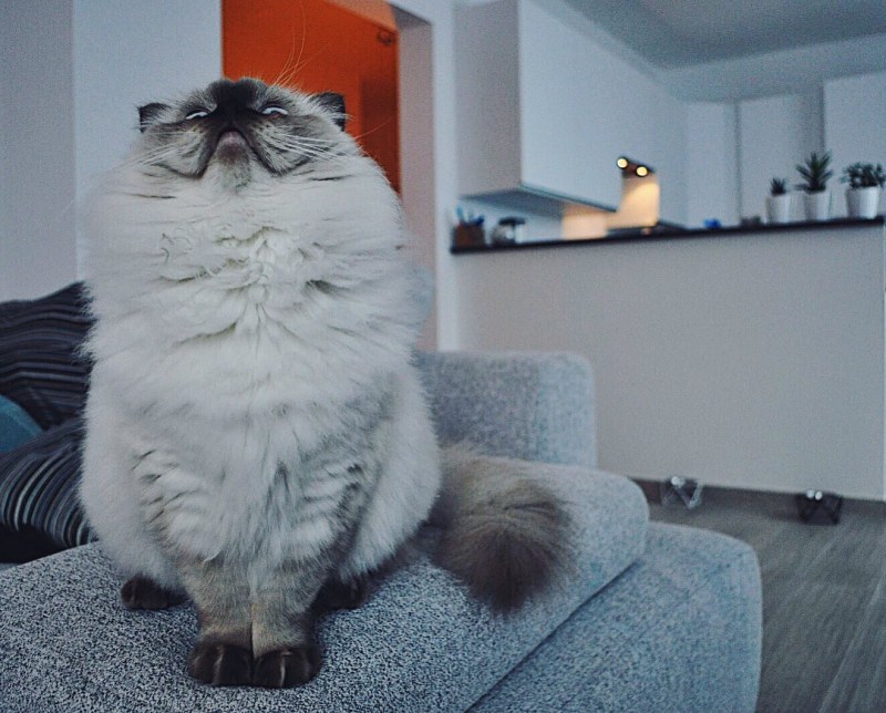 Жди котик