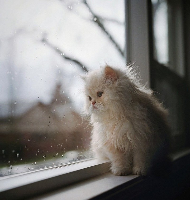 Котенок у окна