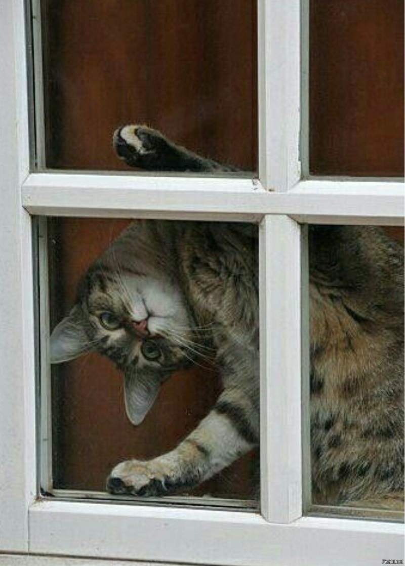 Котик ждет у окна