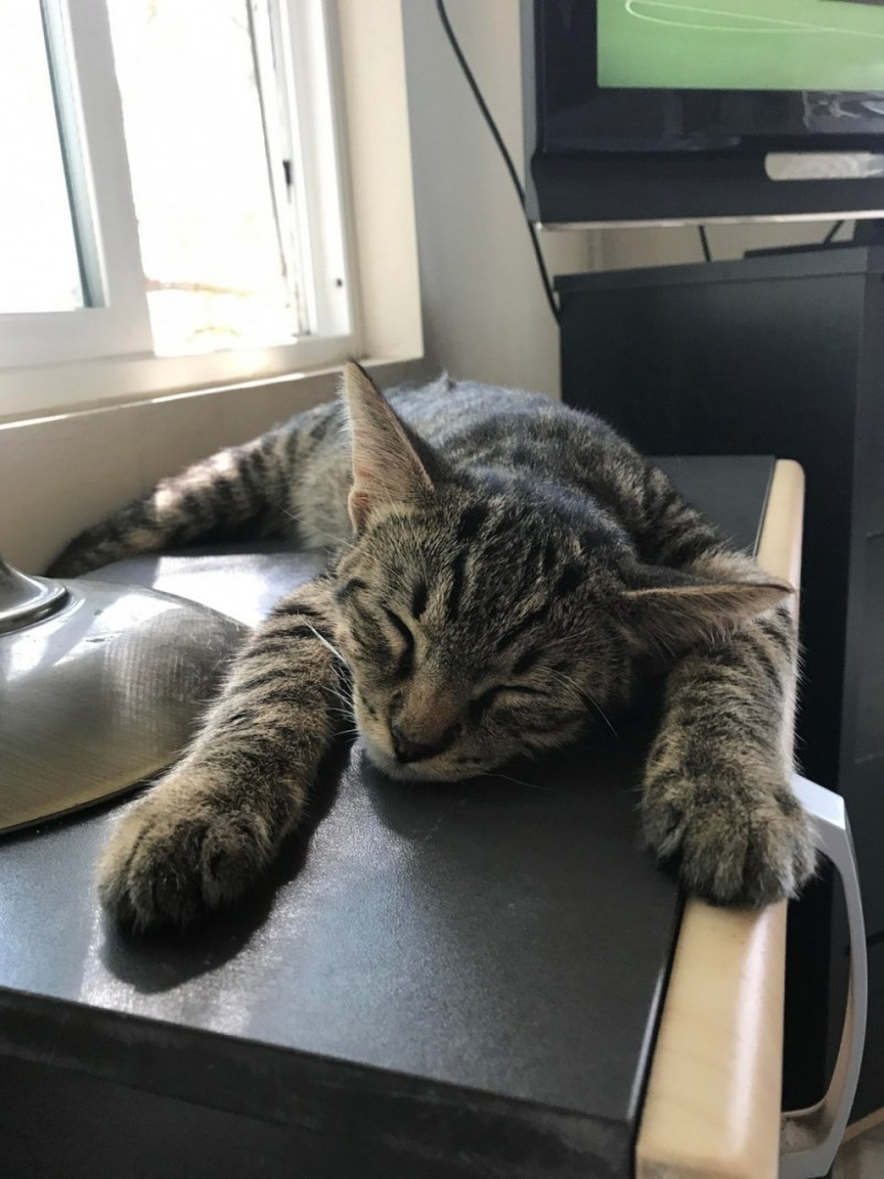 Кот ждет еду