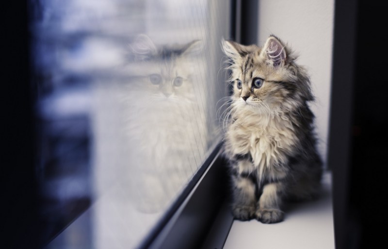 Котенок на подоконнике