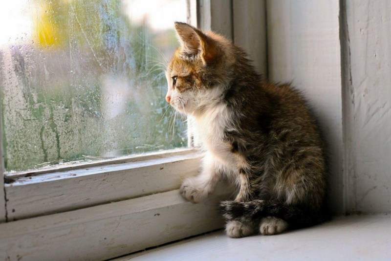 Котенок ждет у окна