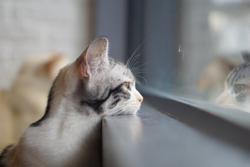 Котэ скучает