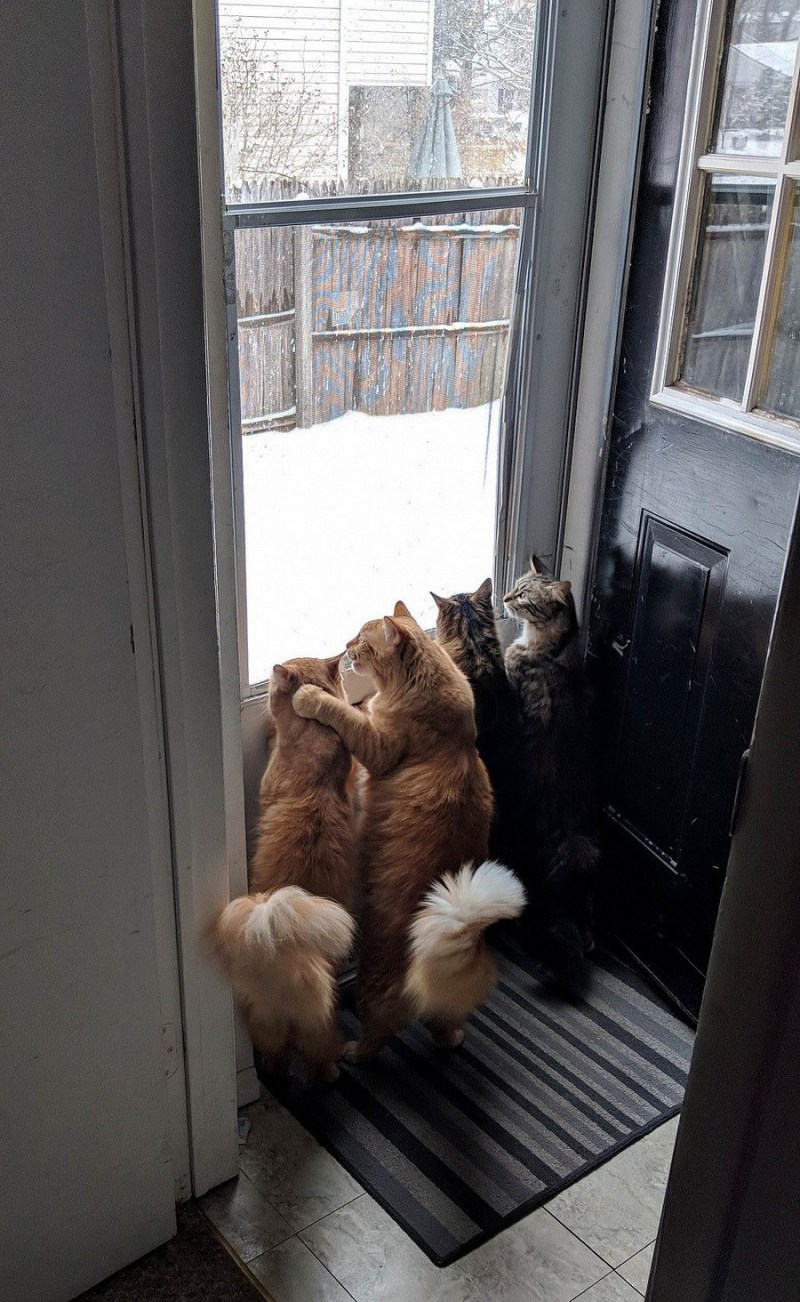 Кошка ждет у окна