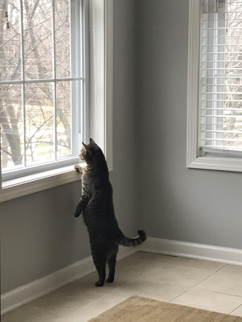 Кот ждет у окна