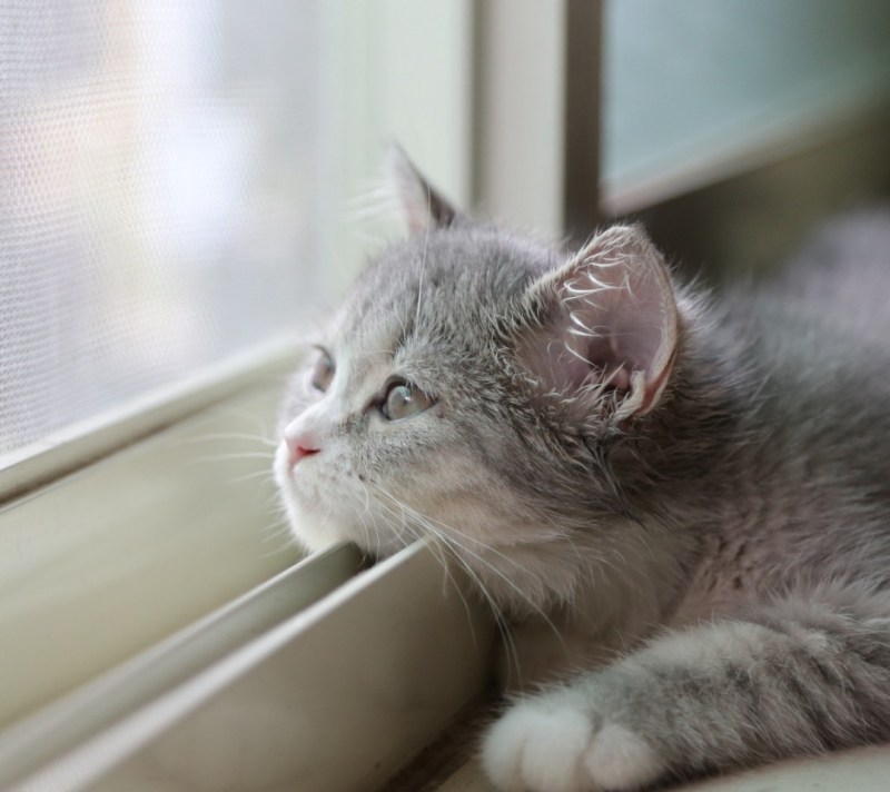 Котенок грустит