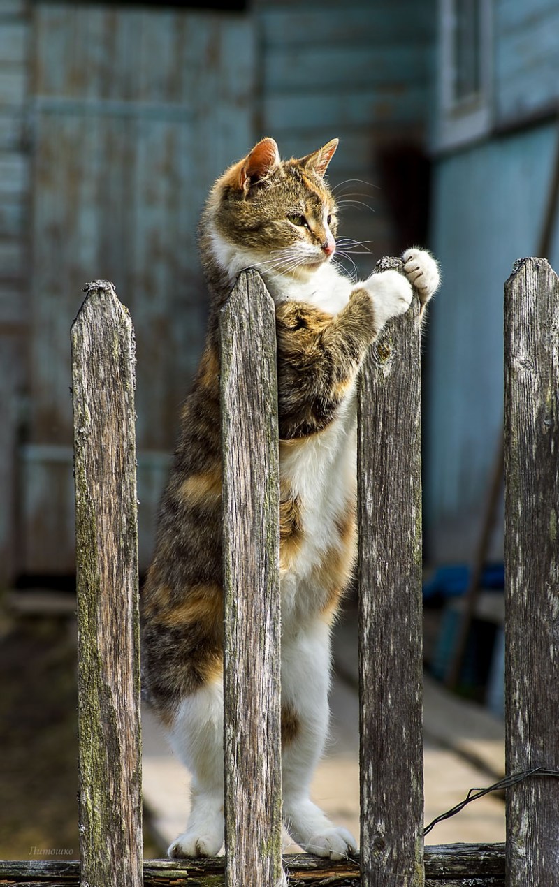 Кот сидит на заборе