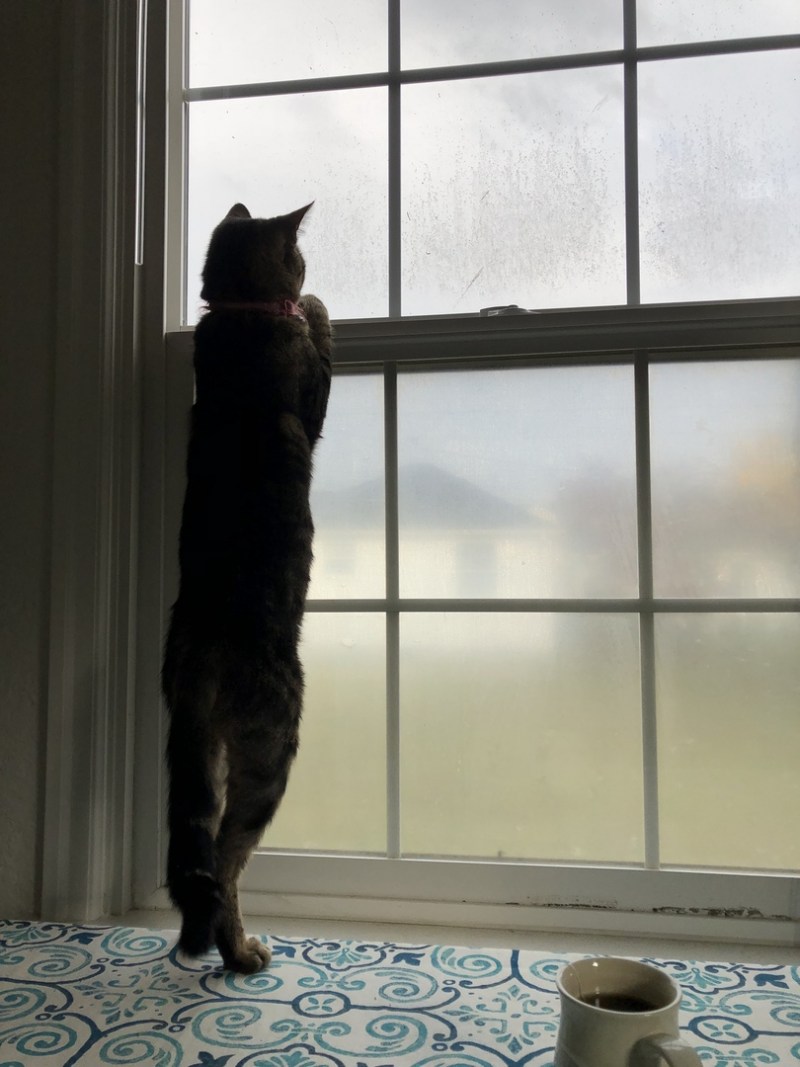 Кот на окне