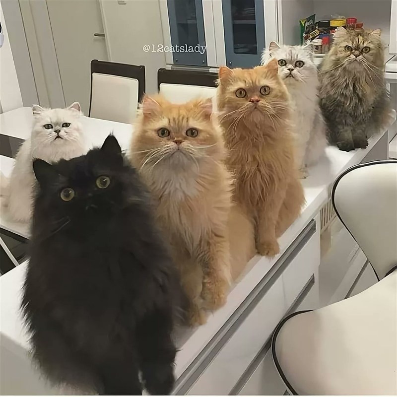Кошка встречает