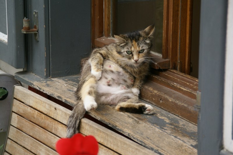 Кот сидит на коте