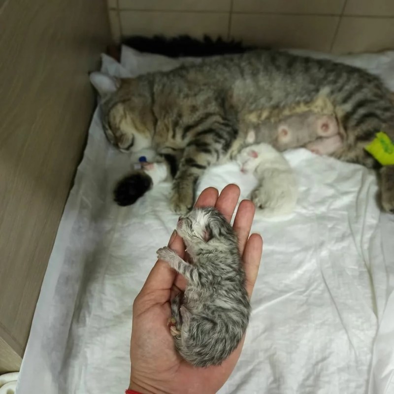 Котенок первый час жизни