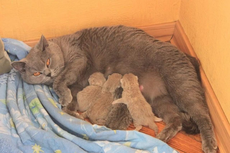 Кошка с родившимися котятами