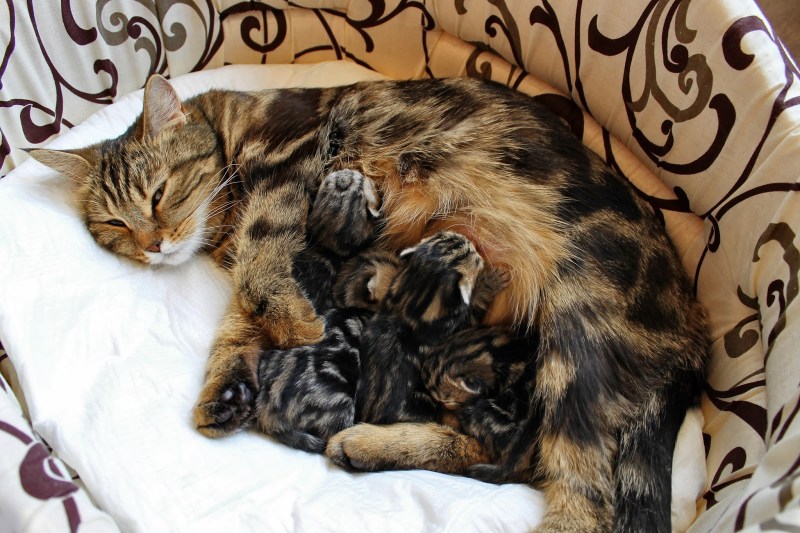 Кормящая кошка