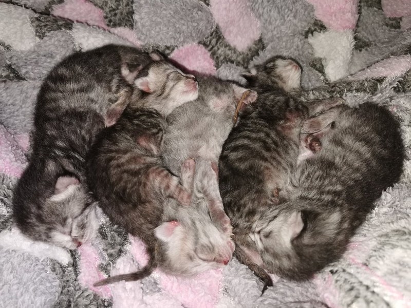 Кошка с новорожденными котятами