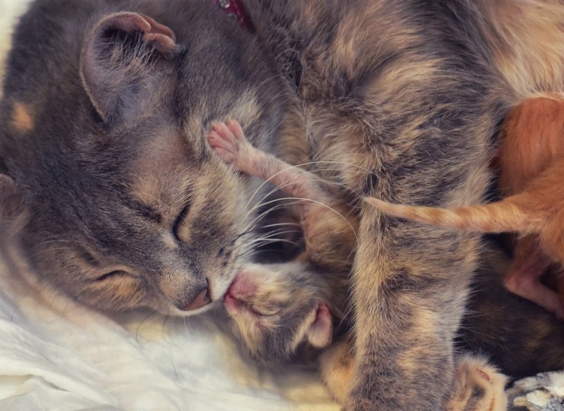 Беременная кошка с котятами