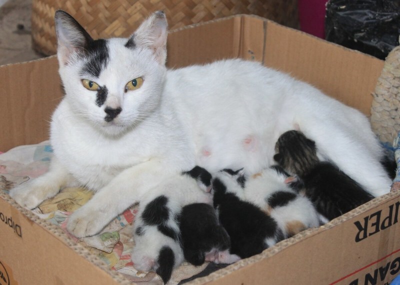Котенок родился преждевременно