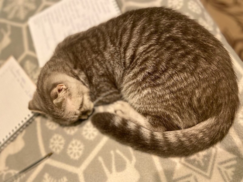 Котёнок первая неделя