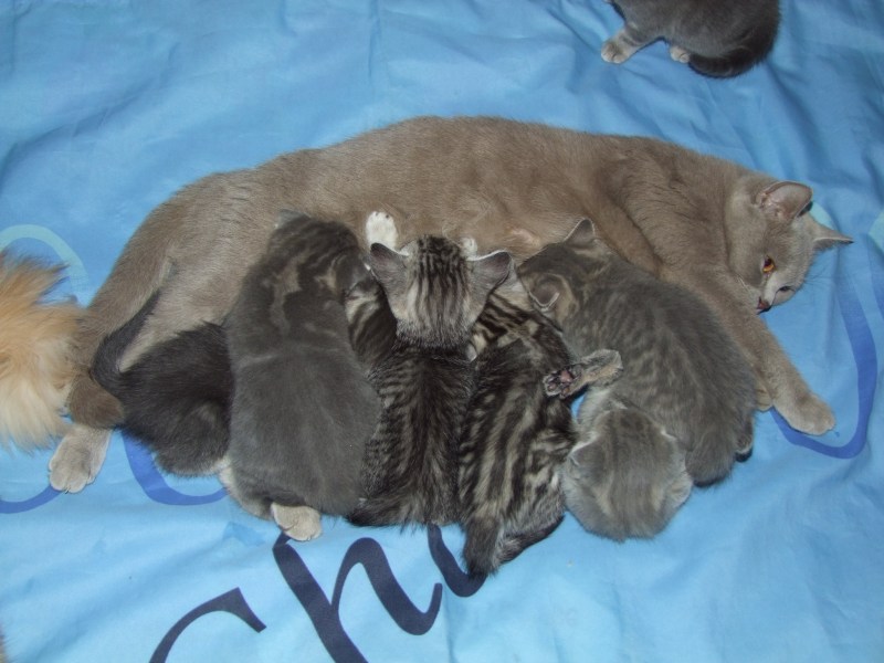 Кошка с родившимися котятами