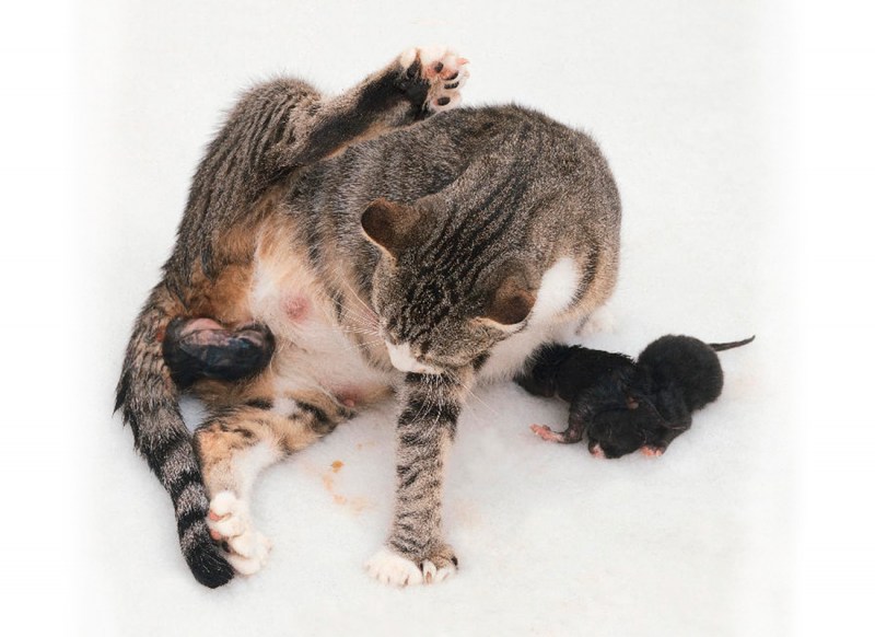 Кошка может родить котят