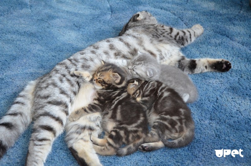 Водянка живота у котенка