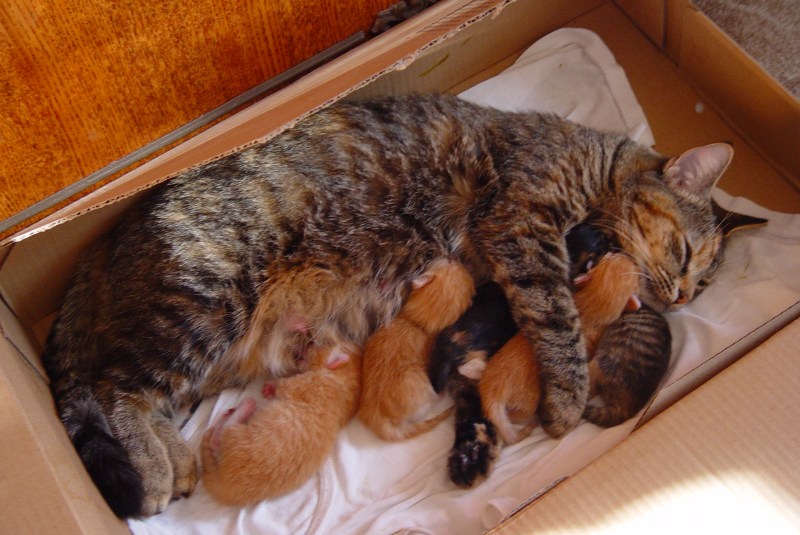 С приплодом котят