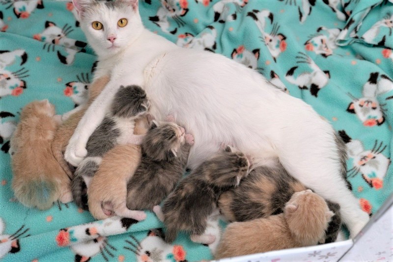 Кошка с котятами в коробке