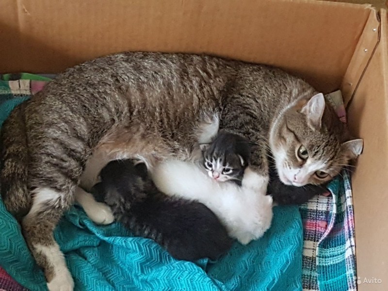 Кошка с новорожденными котятами