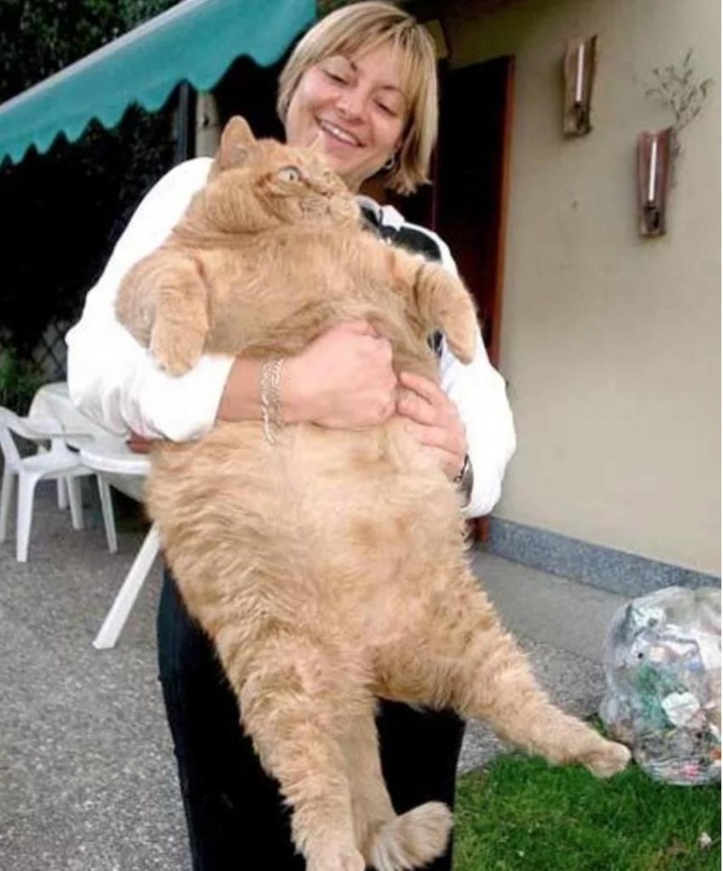 Самый толстый кот