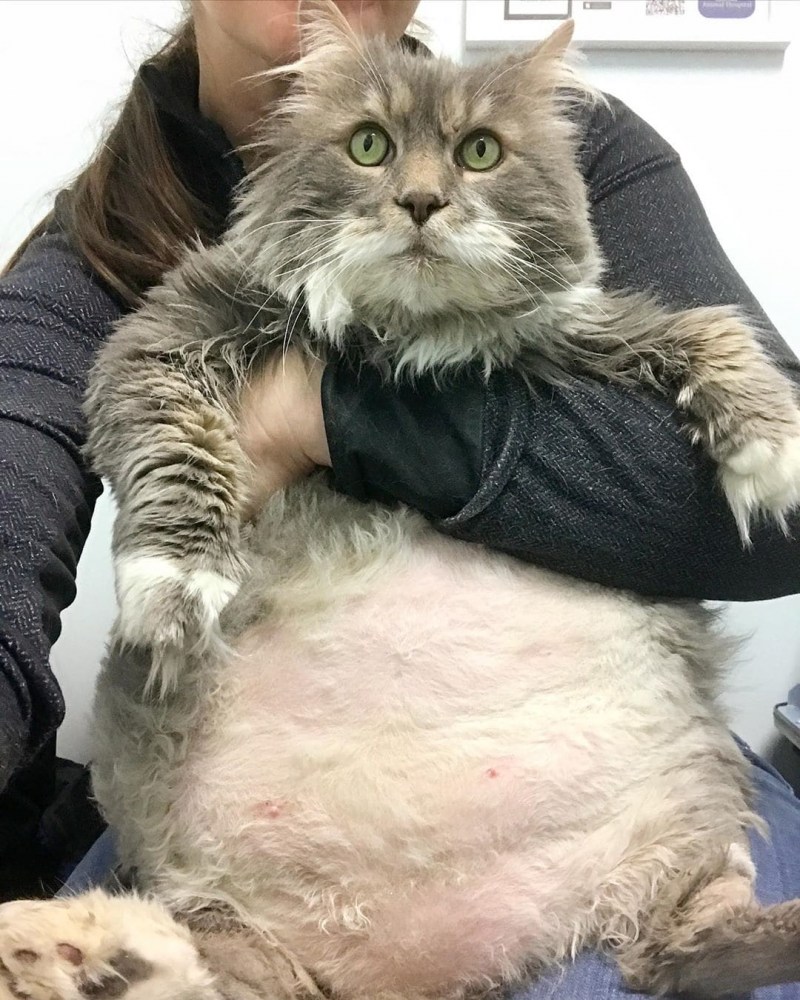 Большой толстый кот