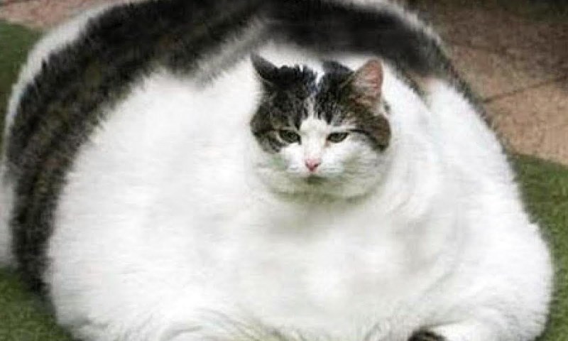 Самые толстые коты
