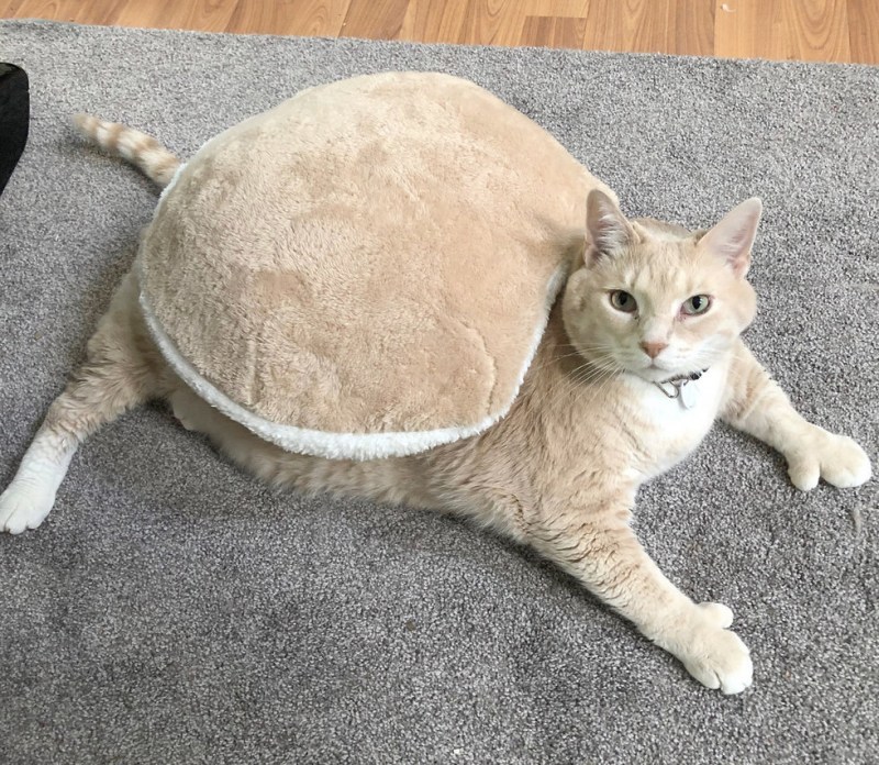 Самый толстый кот в мире