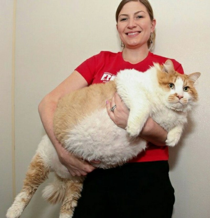 Кот породы жиртрест
