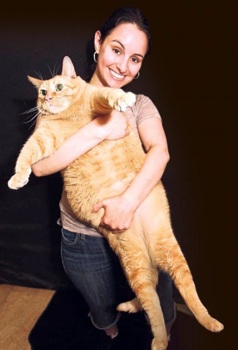 Австралийский кот химми
