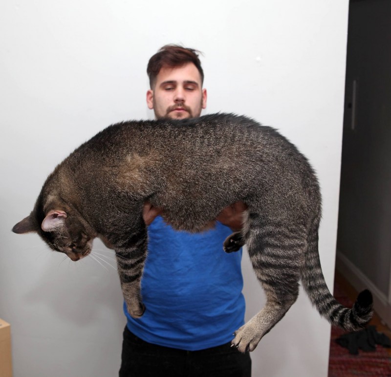 Жирный котик