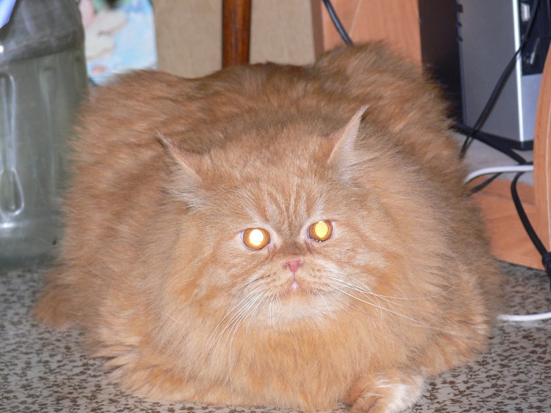 Самый жирный кот