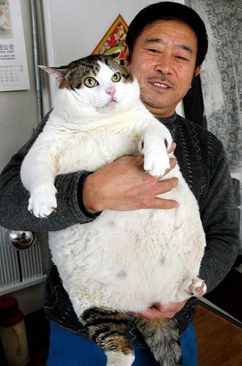 Самый жирный кот