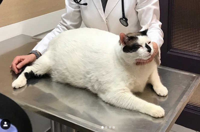 Австралийский кот химми