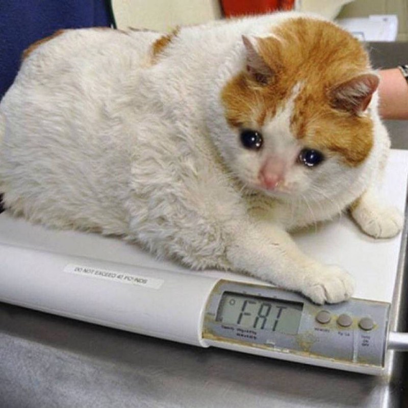 Самый толстый кот в мире