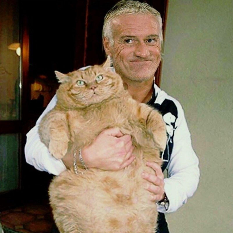 Самый толстый кот в мире