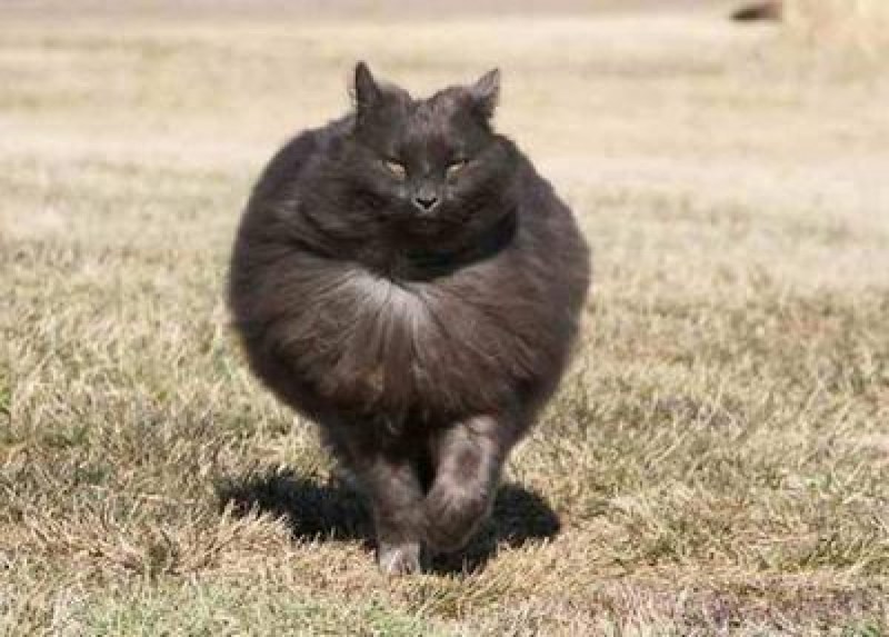 Большой толстый кот