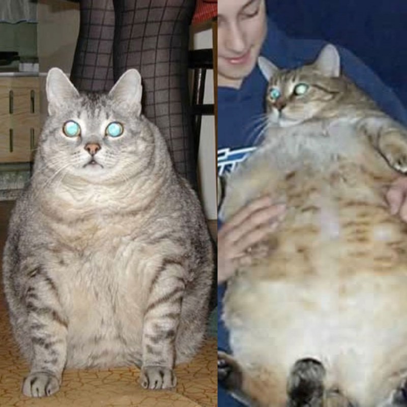 Самая толстая кошка