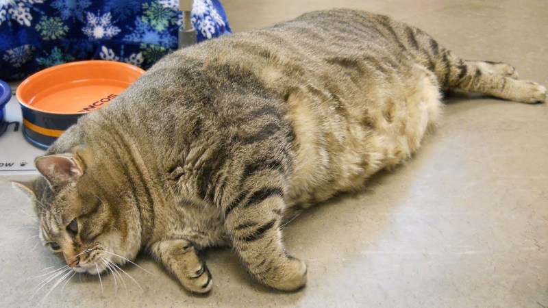 Коты с ожирением