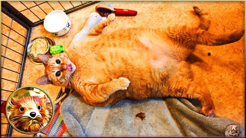 Австралийский кот химми